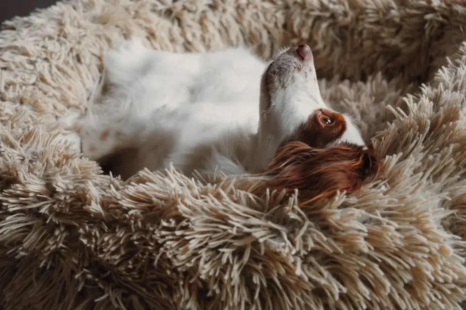 Dog resting in a bed