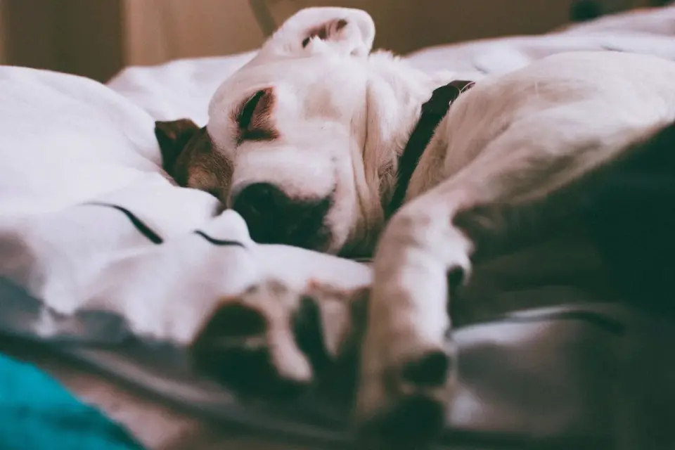 Dog resting in a bed