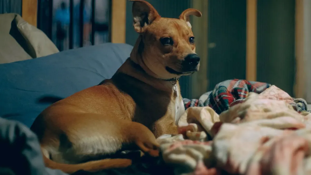 Dog resting in a bed