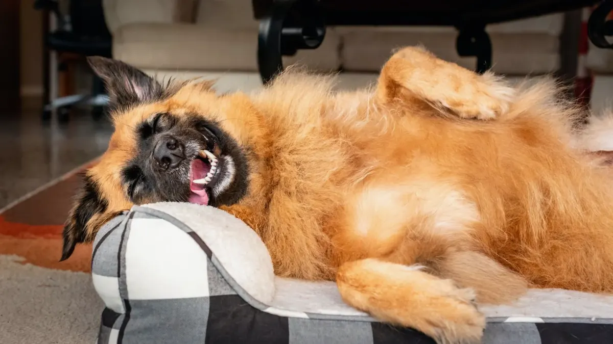 Dog resting in a bed