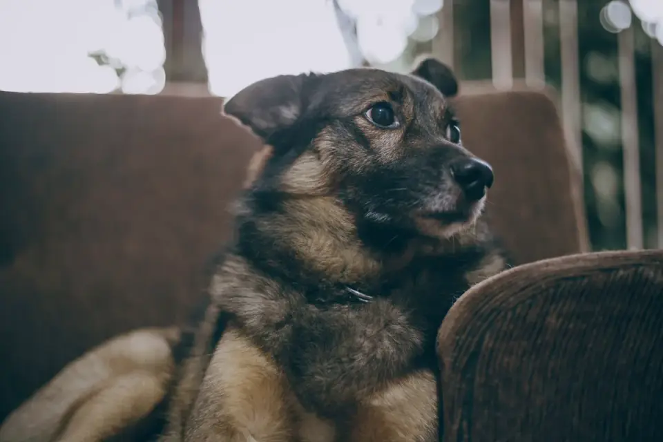 Dog resting on a sofa