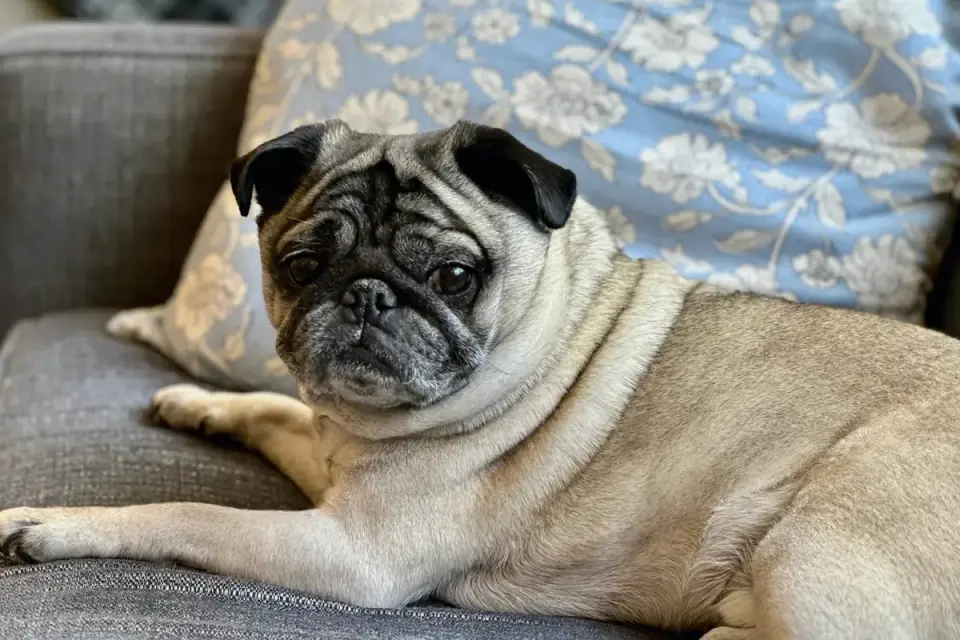 Dog resting on a sofa