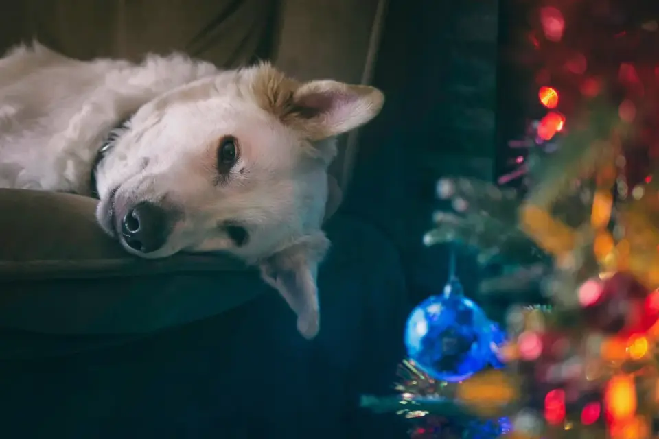 Dog resting on a sofa
