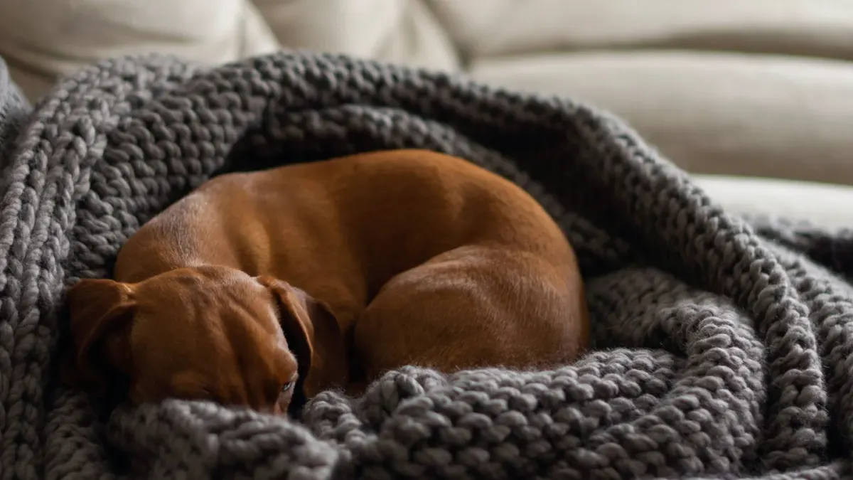 Dog resting on a sofa