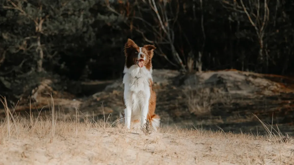 Dog sitting with an owner