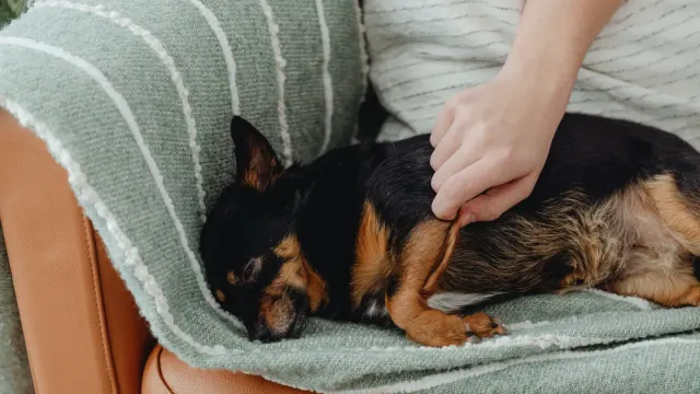 Dog sleeping at home