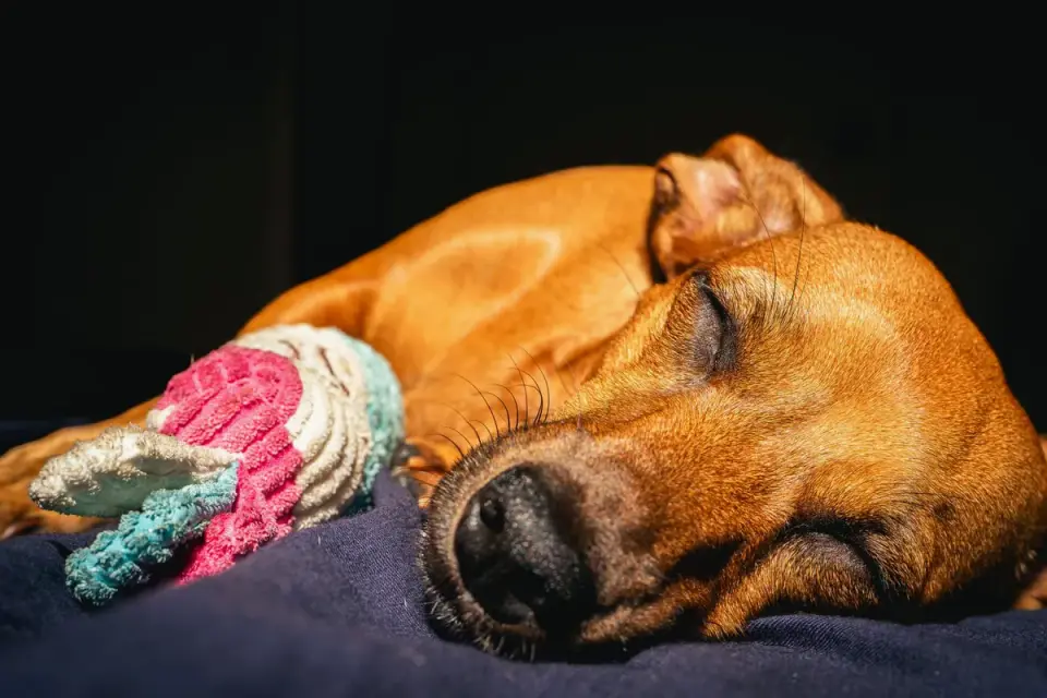 Dog sleeping at home