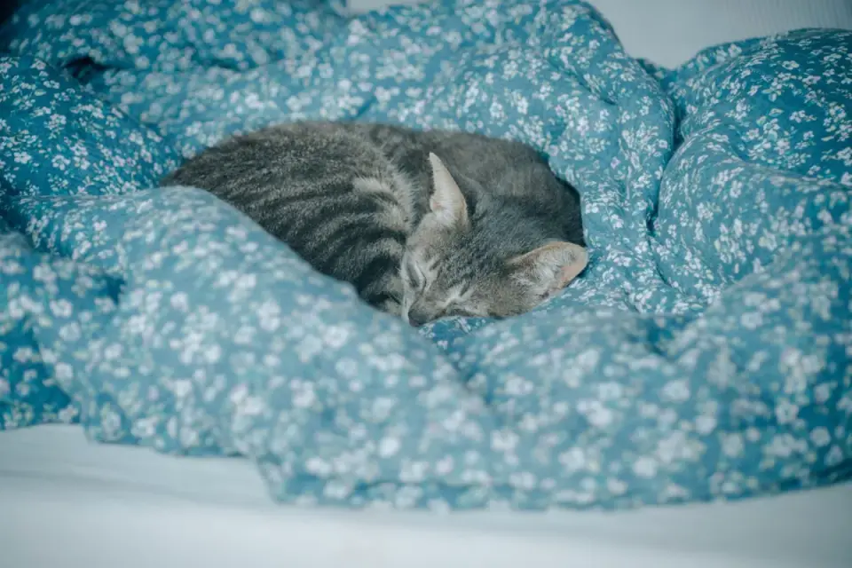 Dog sleeping at home