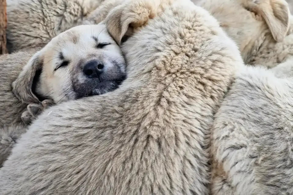 Dog sleeping at home