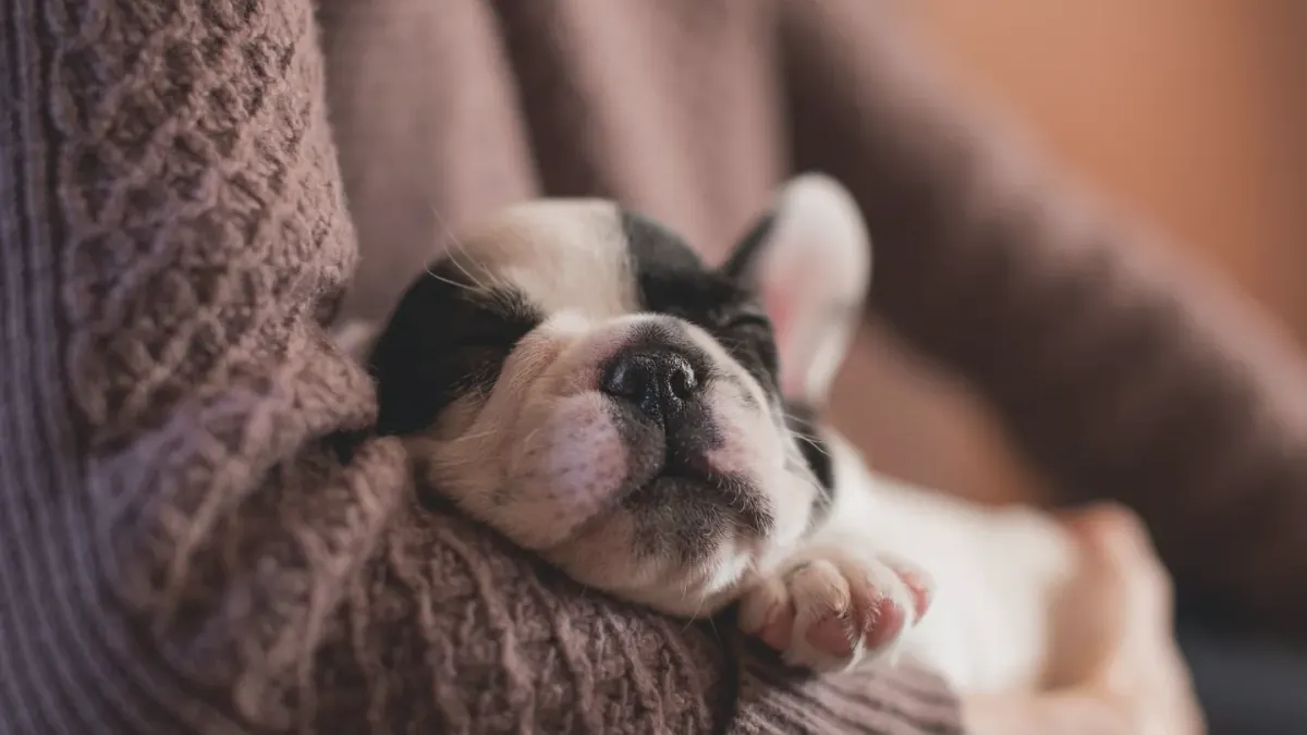 Dog sleeping at home