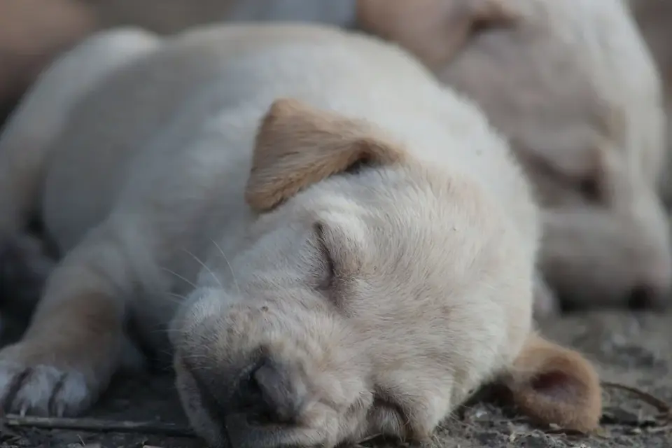 Dog sleeping in sunlight