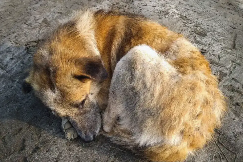 Dog sleeping in sunlight