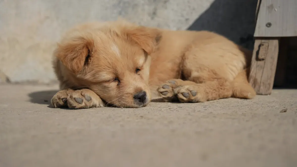 Dog sleeping in sunlight