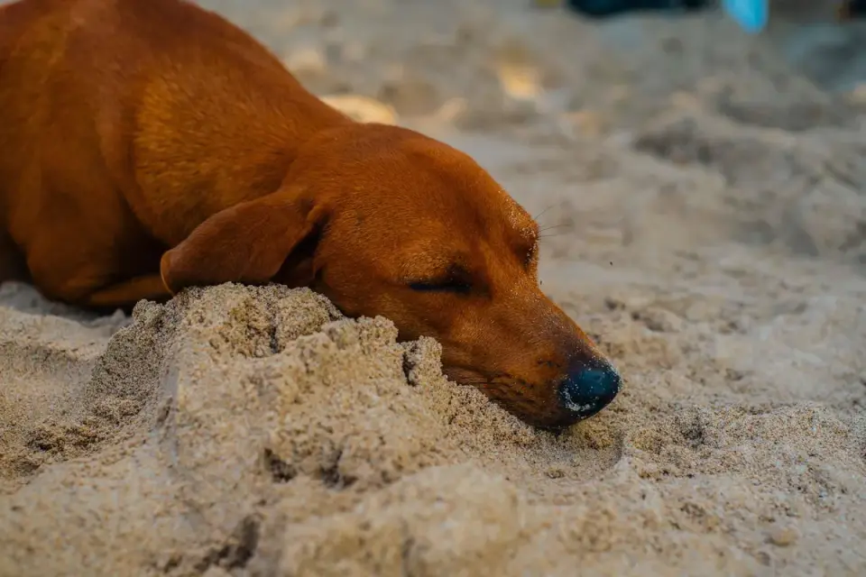 Dog sleeping in sunlight