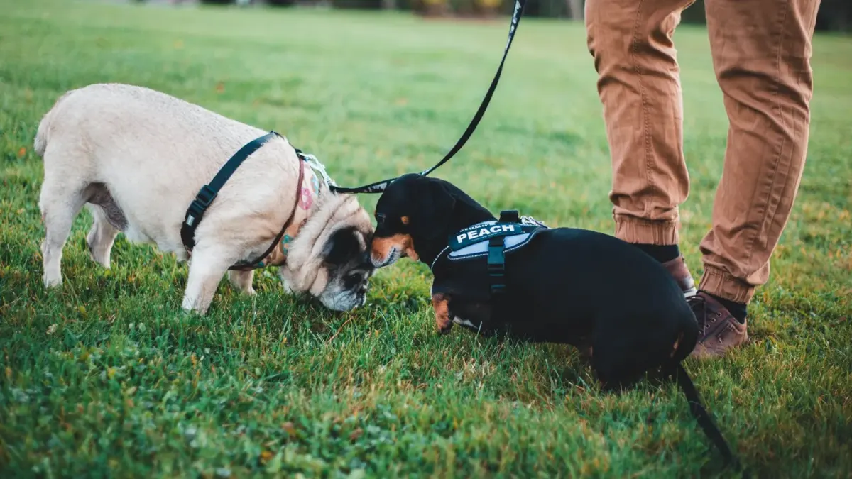 Dog sniffing grass