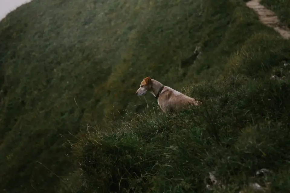 Dog sniffing grass