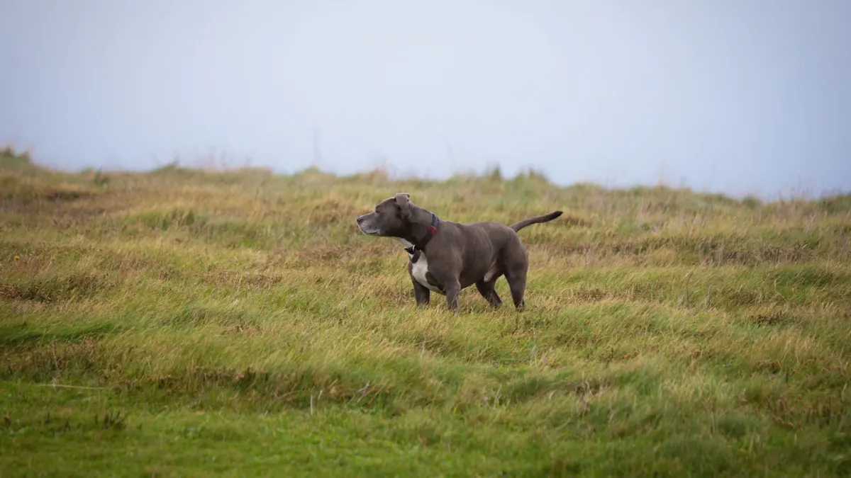 Dog sniffing grass