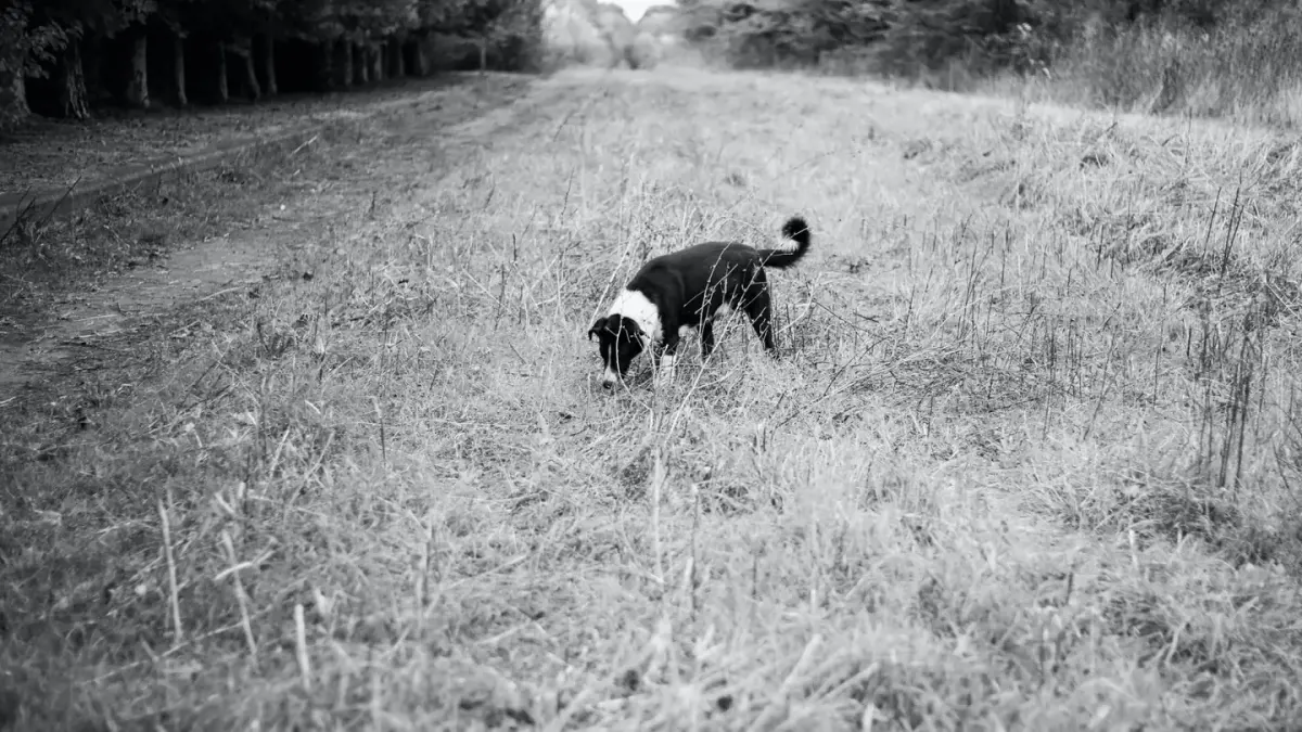 Dog sniffing grass