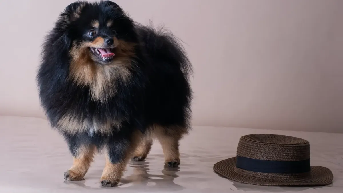 Dog standing indoors