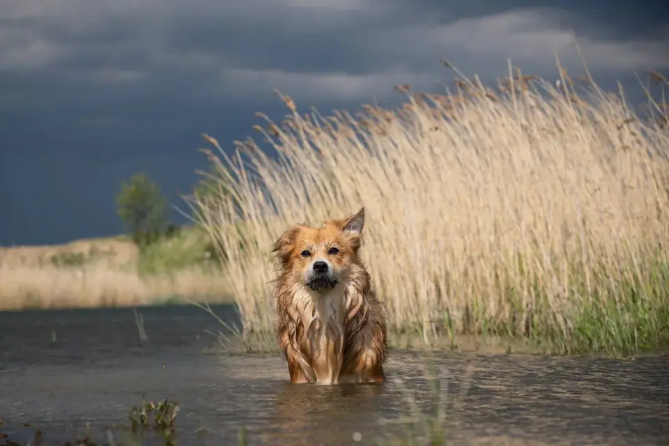 Dog standing indoors