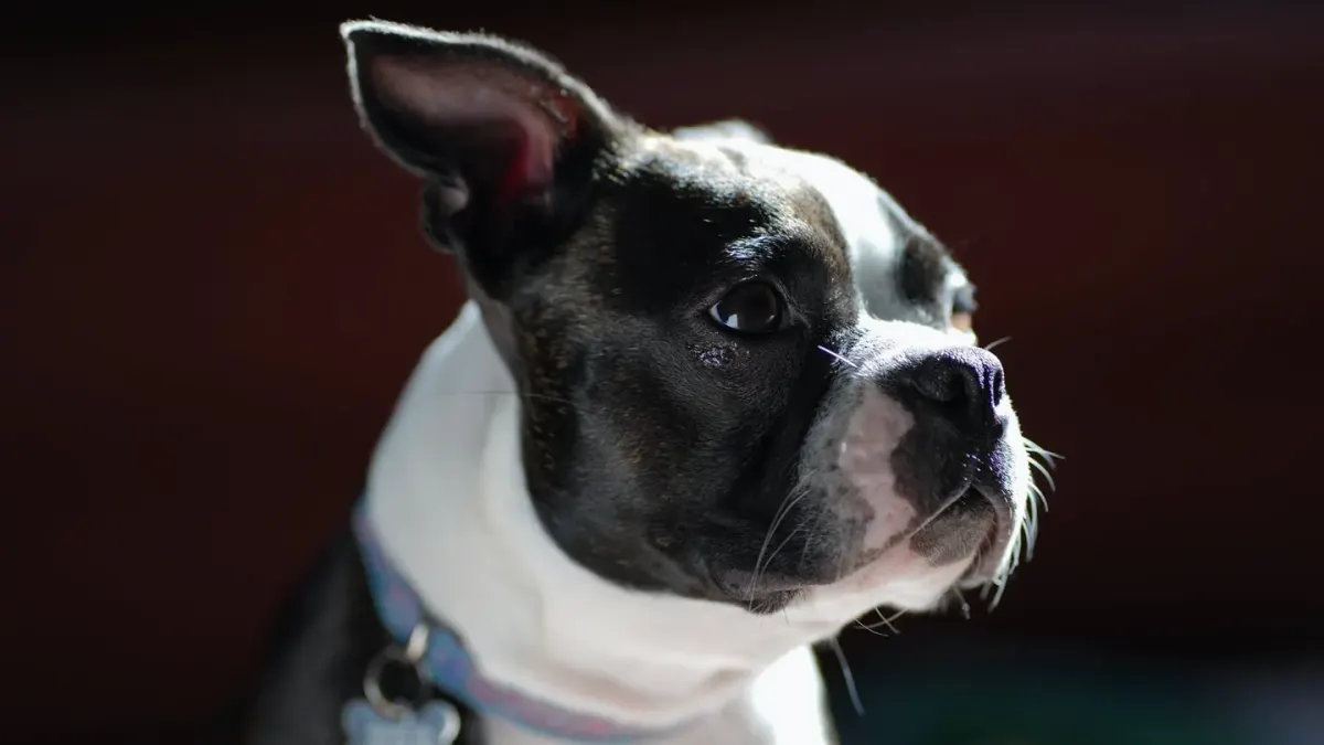 Dog standing indoors