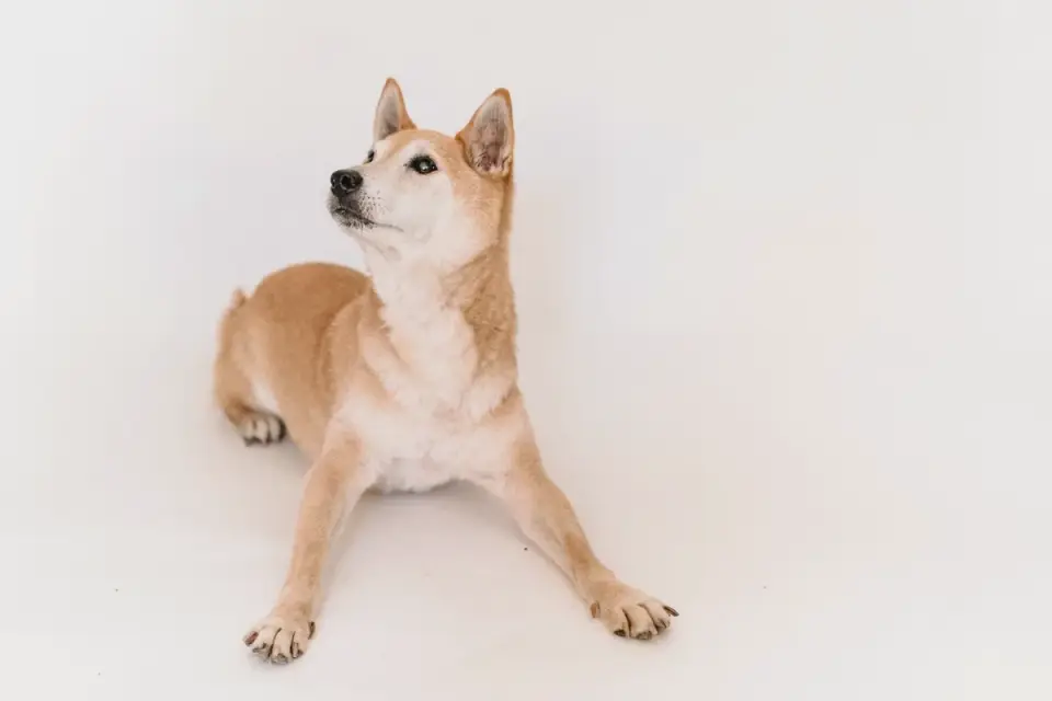 Dog stretching indoors