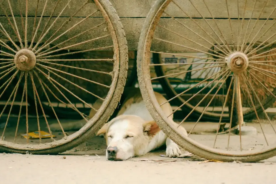 Dog under furniture