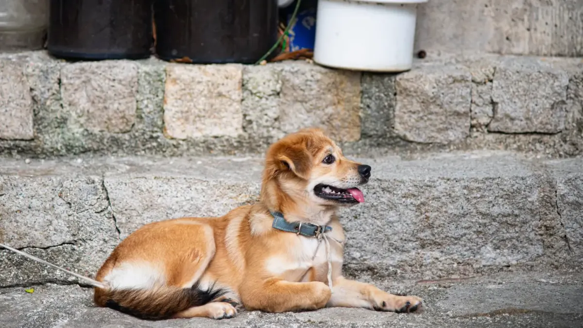 Dog waiting beside a bowl