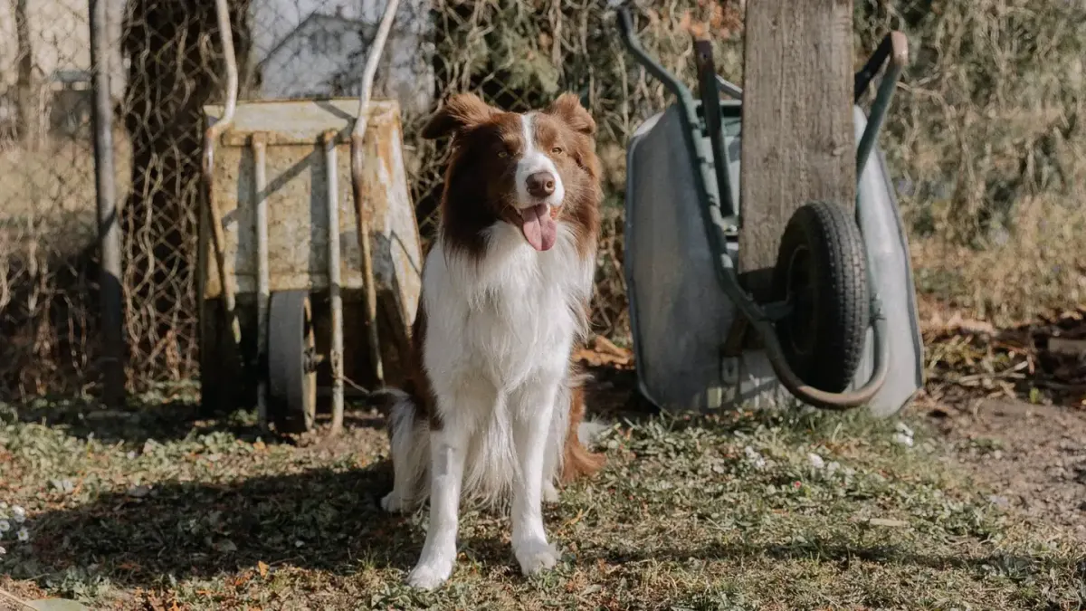 Dog waiting beside a bowl