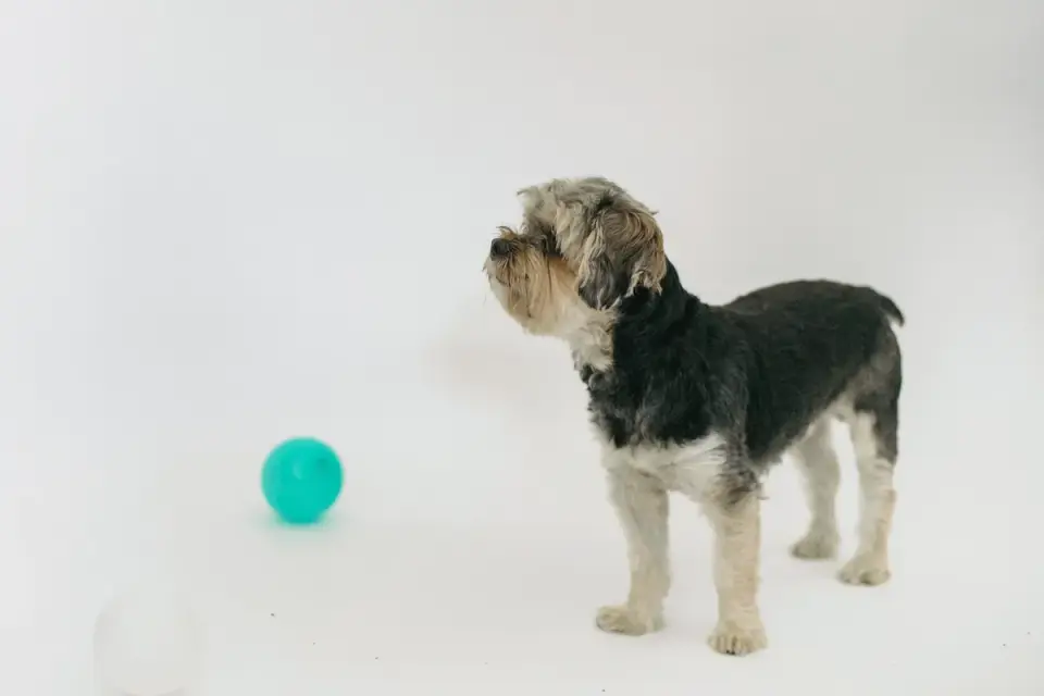 Dog waiting beside food bowl