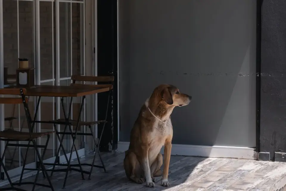 Dog waiting beside food bowl