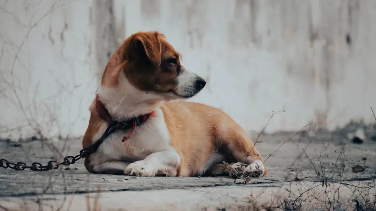 Dog waiting beside food bowl