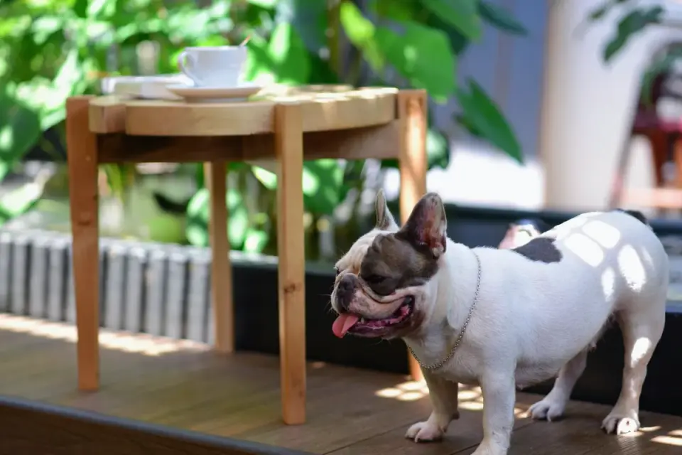 Dog waiting beside food bowl