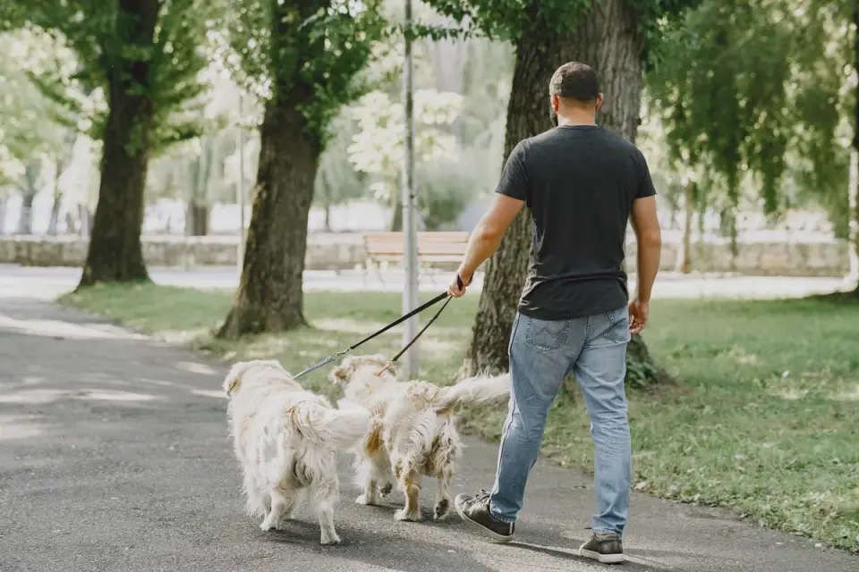 Dog walking outdoors