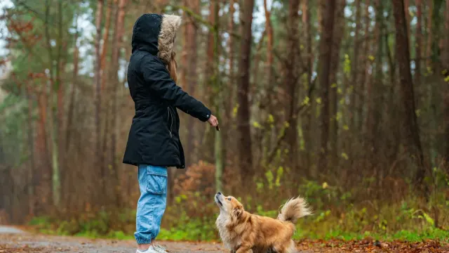Dog walking outdoors