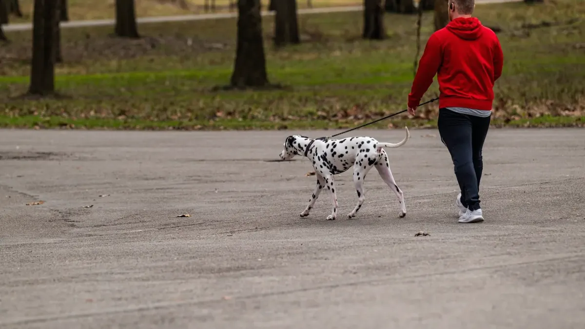 Dog walking outdoors