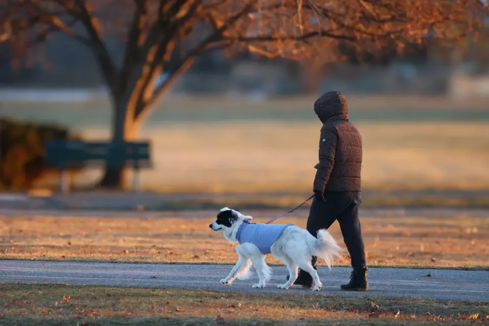 Dog walking outdoors