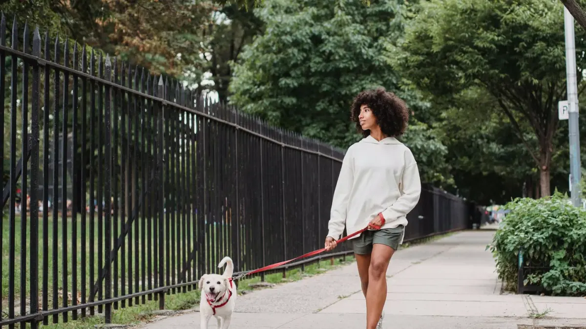 Dog walking with an owner