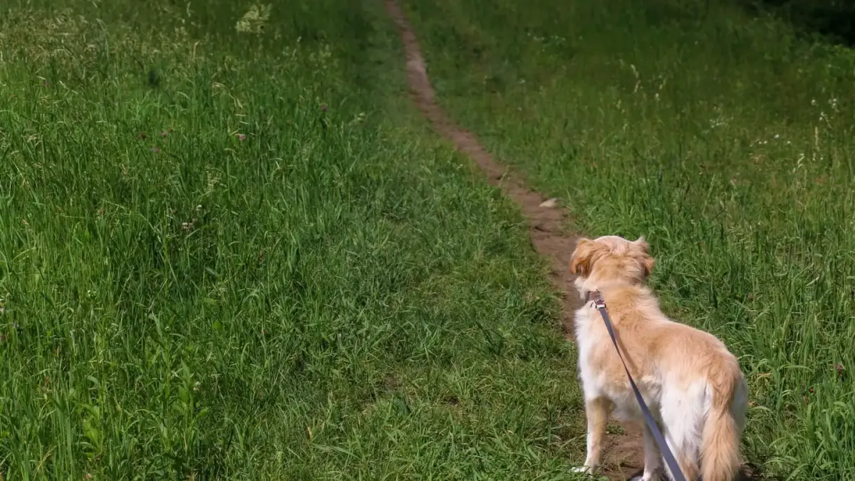 Dog walking with an owner