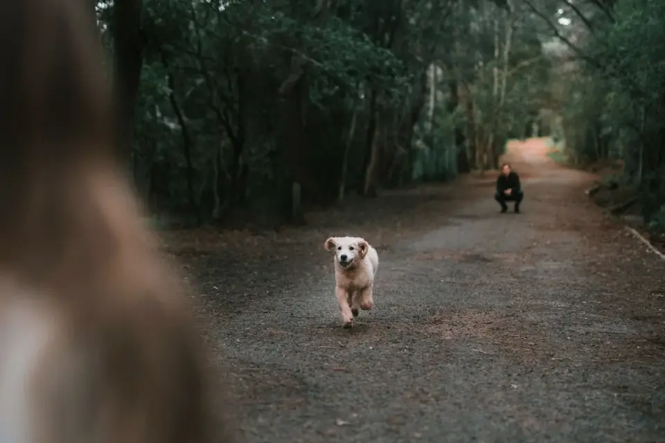 Dog walking with an owner