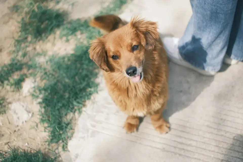 Dog walking with an owner