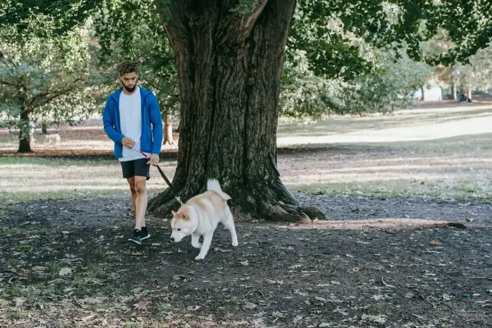 Dog walking with an owner