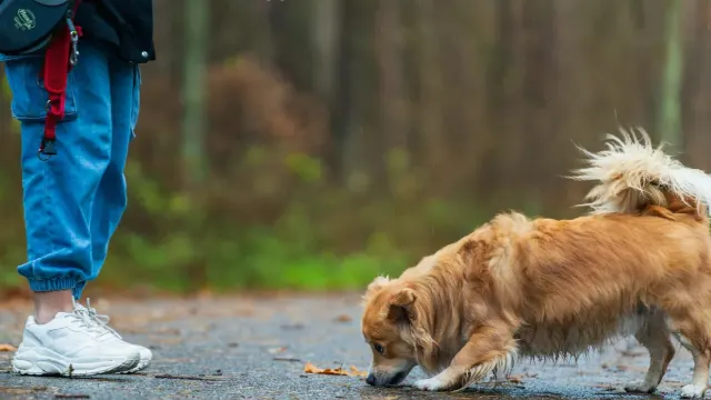 Dog walking with an owner