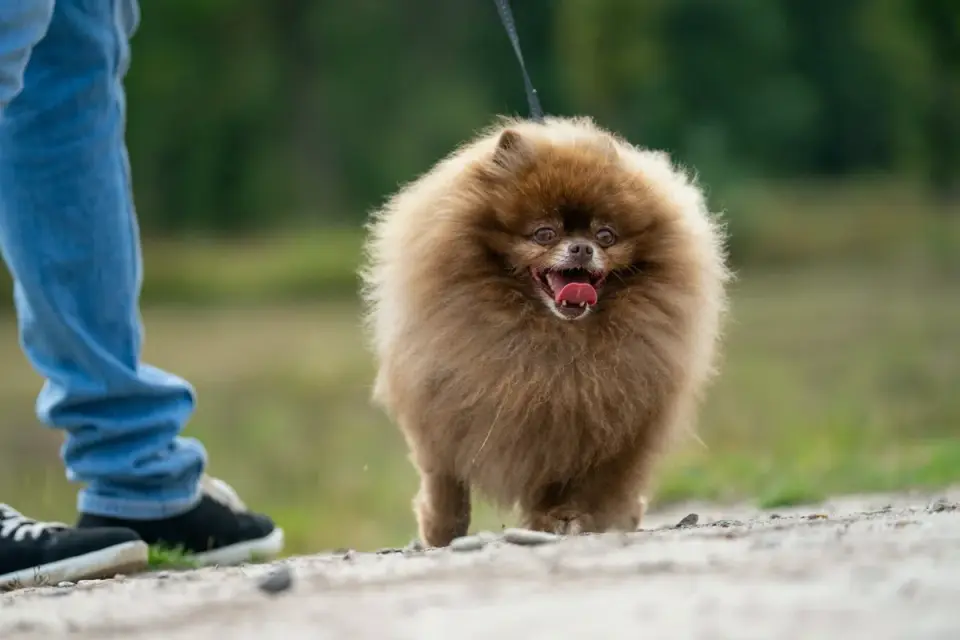 Dog walking with an owner