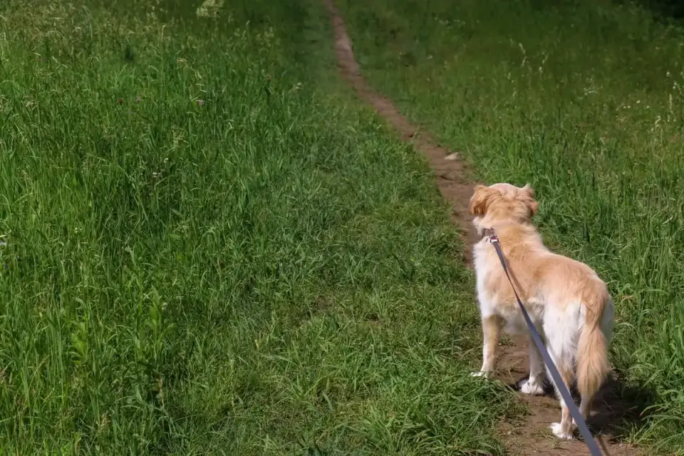 Dog walking with an owner