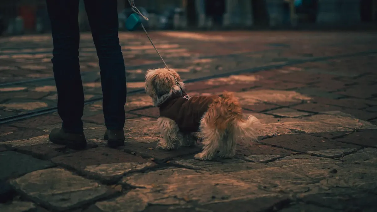 Dog walking with an owner
