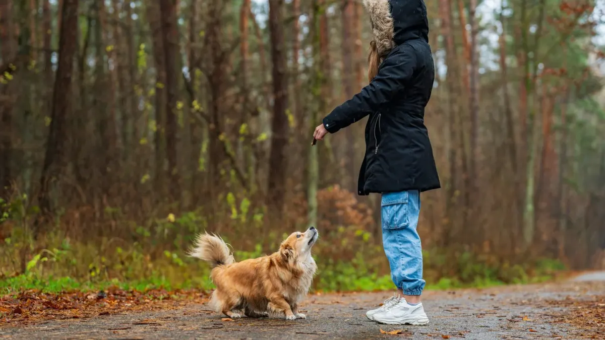 Dog walking with an owner
