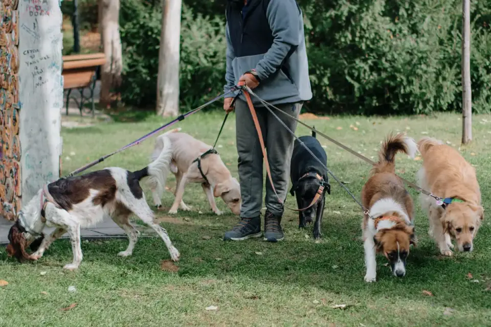 Dog walking with an owner