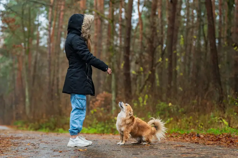 Dog walking with an owner