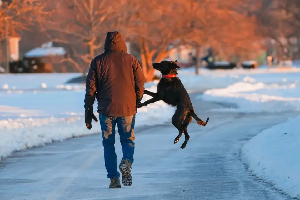 Dog walking with an owner